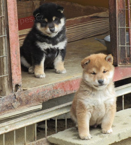 Prod�m roztomil�, o�kovan� a od�erven� �t���tka shiba inu