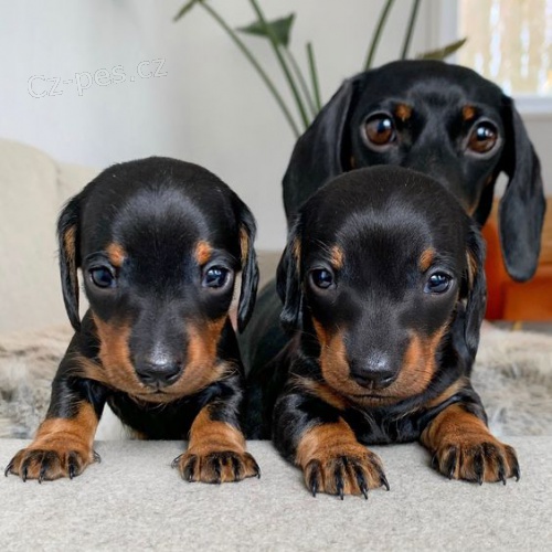 miniaturn� kr�tkosrst� �t��ata jezev��k� k adopci.