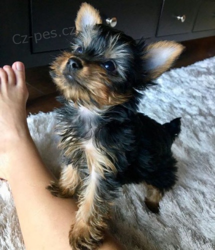 Prod�m roztomil� a kr�sn� miniaturn� �t���tka jork��rsk�ho teri�ra.