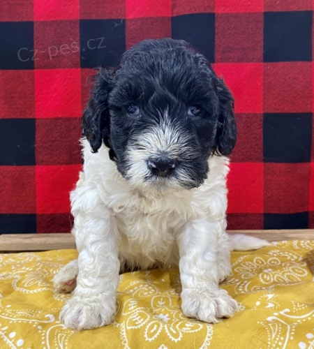 pes a fenka �t��ata portugalsk�ho vodn�ho psa k adopci.