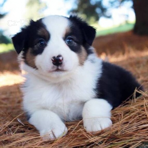 Prod�m �t��ata australsk�ho ov��ka