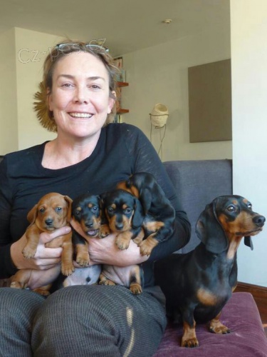 zdrav� kr�tkosrst� miniaturn� �t��ata jezev��k� na prodej