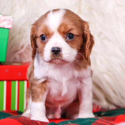 �t��ata kaval�r King Charles �pan�l k adopci.