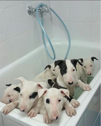 Prod�m zdrav� �t��ata BULTERI�RA.