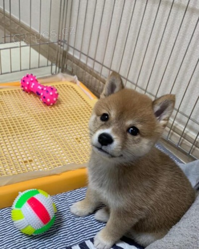 Prod�m �t��ata shiba inu