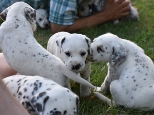 Prod�m zdrav� o�kovan� �t��ata dalmatin�