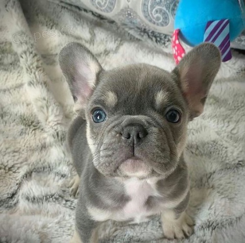 Prod�m �t��ata francouzsk�ho buldo�ka.