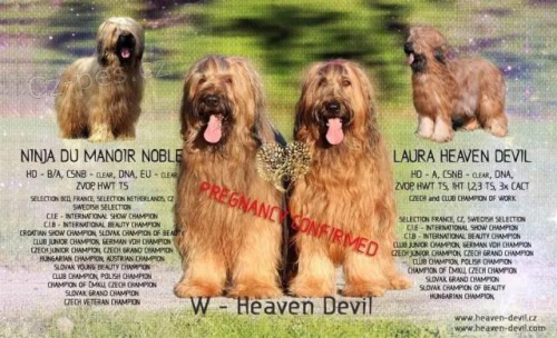 Briard - plav� �t��ata