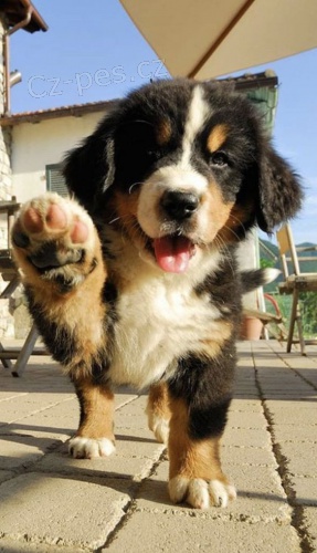 Prod�m �t��ata bernsk�ho sala�nick�ho psa