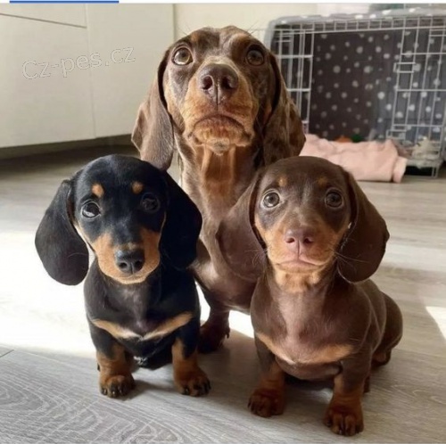 Prod�m zdrav�, o�kovan� a od�erven� �t��ata kr�tkosrst�ch jezev��k�