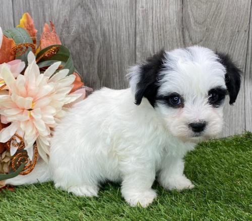 Prodej roztomil�ch a zdrav�ch �t���tek havanese fen a ps�.  