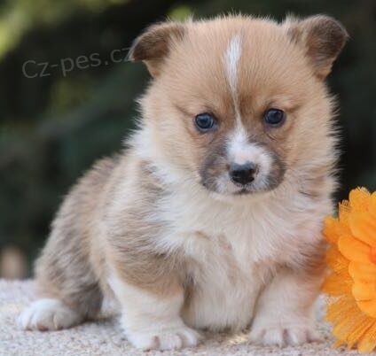 Prod�m �t��ata Pembroke Welsh Corgi.