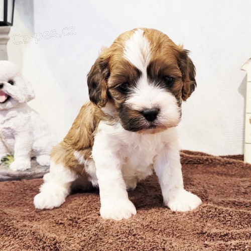 Prod�m �t��ata Cavapoo.