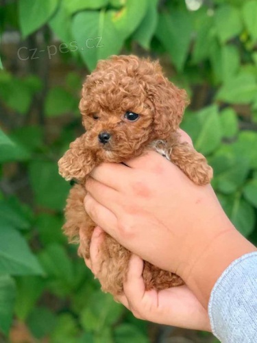 Prod�m mini �t��ata pudla a fenku.