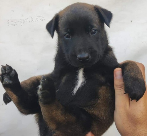 Belgick� ov��k �t��ata