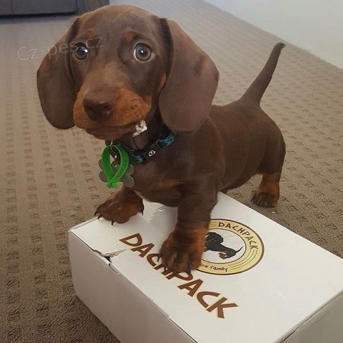 mini kr�tkosrst� �t��ata jezev��k� a fenek k prodeji leto�n� V�noce