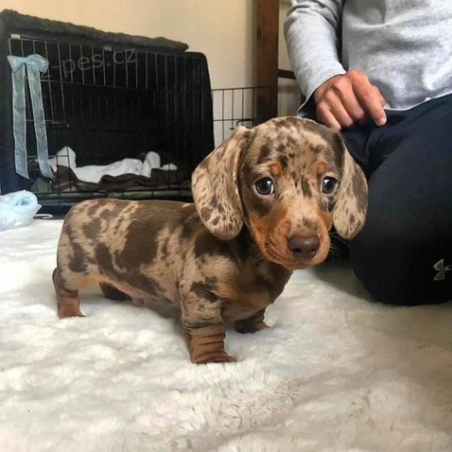 mini �t��ata kr�tkosrst�ch jezev��k� na prodej k leto�n�m V�noc�m