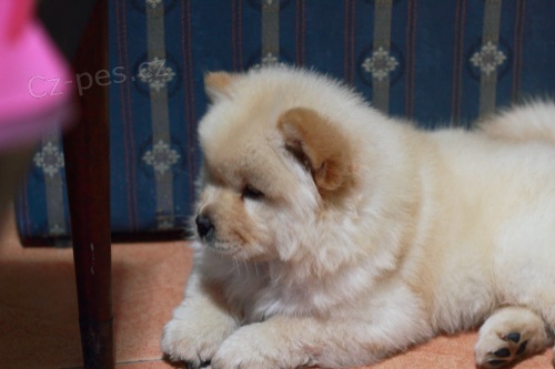 N�dhern� �istokrevn� �t��ata Chow Chow k adopci