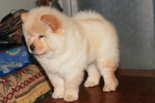 N�dhern� �istokrevn� �t��ata Chow Chow k adopci