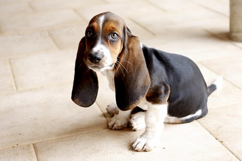 roztomil� �t���tka bassethounda k adopci