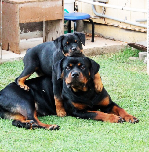 Prod�m vycvi�en� �t��ata rotvajlera