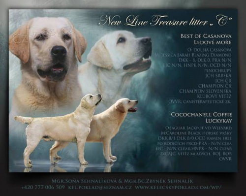 Labrador retriever s PP (�lut� labrador)
