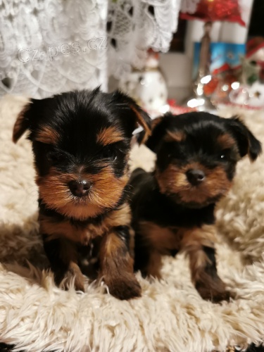 �t��ata jork��rsk�ho teri�ra