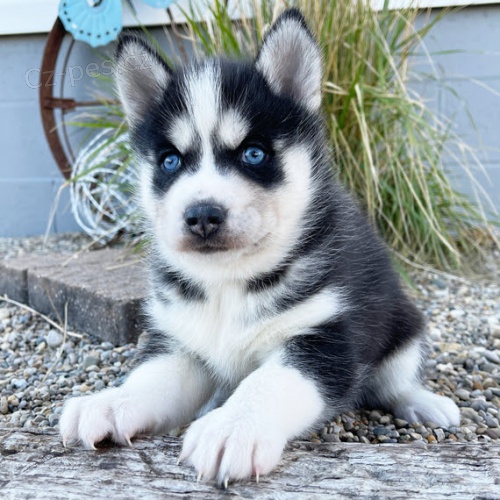 Prod�m mini sibi�sk� husky s modr�ma o�ima. 