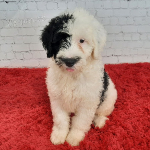 Prod�m �t��ata portugalsk�ho vodn�ho psa o�kovan� a od�erven�.