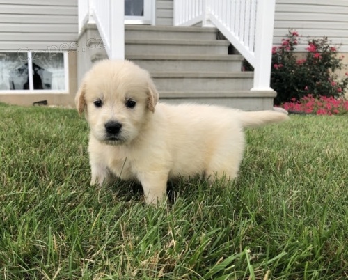 Prod�m o�kovan� a od�erven� �t��ata zlat�ho retr�vra a pejska.