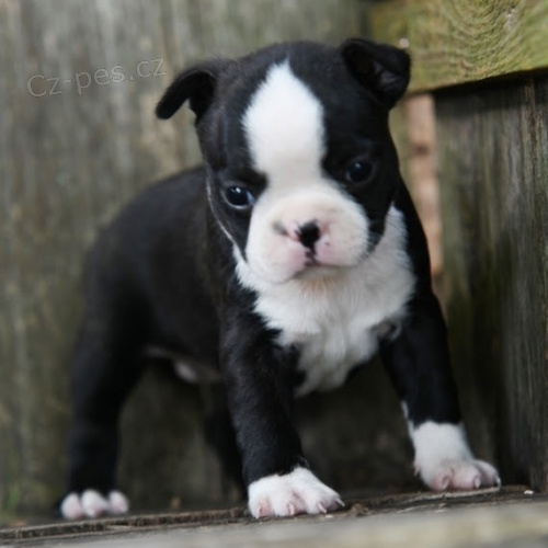 Prod�m zdrav�, o�kovan� a od�erven� �t��ata bostonsk�ho teri�ra.