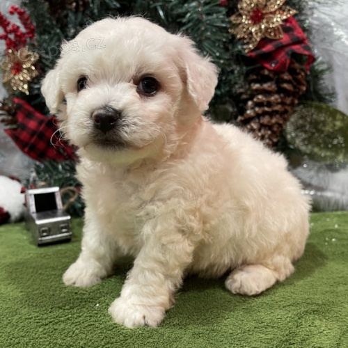 Prod�m kr�sn� b�l� �t��ata Bi�onka.