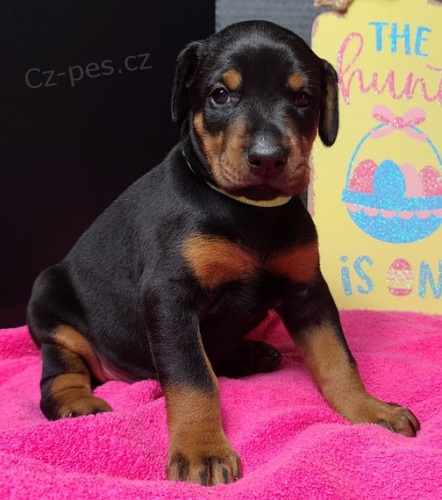 Prod�m �t��ata dobrmana.