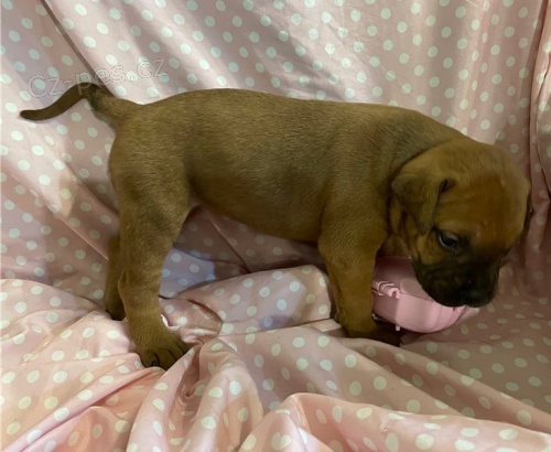 �t��ata bulmastif�