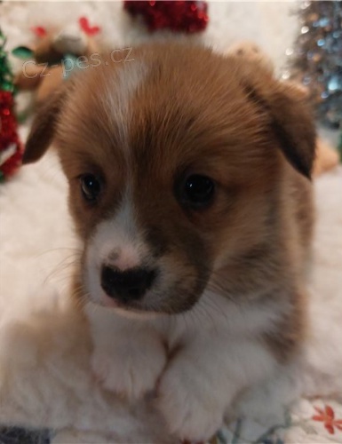 Pembroke Welsh Corgi, �t��ata