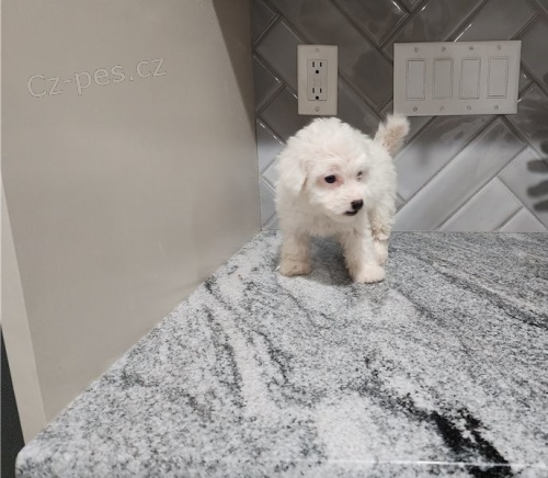 �t��ata Bi�onka