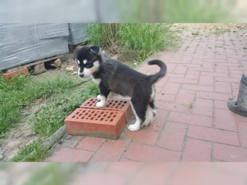 Sibi�sk� husky �t���tka bez PP