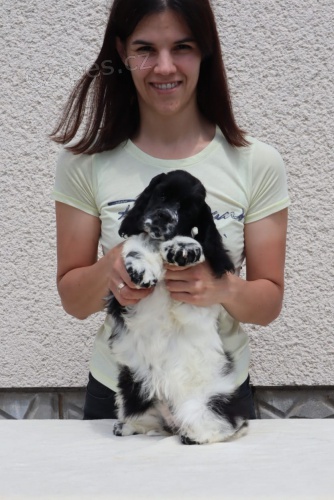 Americk� kokr�pan�l-�t���tka/Am.cocker