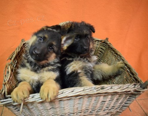 N�meck� ov��k - prod�m