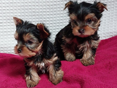 Jork��rsk� teri�r s PP