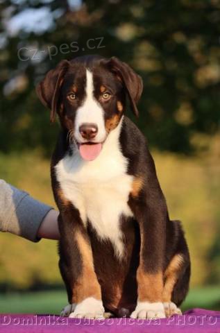 Appenzellsk� sala�n�cky pes