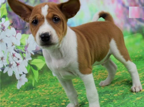 �t��ata Basenji k adopci.