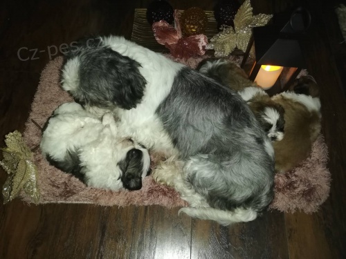 Shih Tzu �t��ata