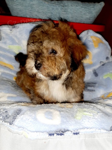 �t��ata bi�onka-havanese