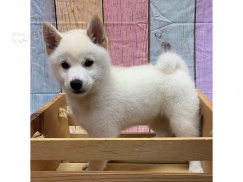 �t��ata Shiba Inu k adopci.