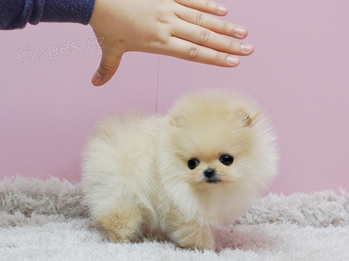N�meck� �pic trpasli�� (pomeranian) - �t�nata s pp