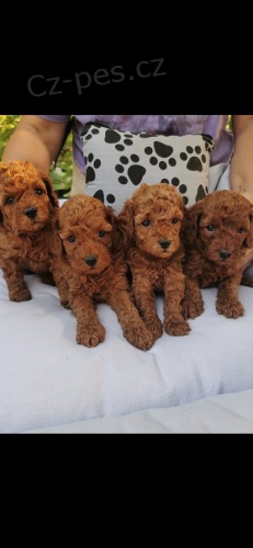 Prod�m �t��ata toy pudla vycvi�en�ho na no�n�k