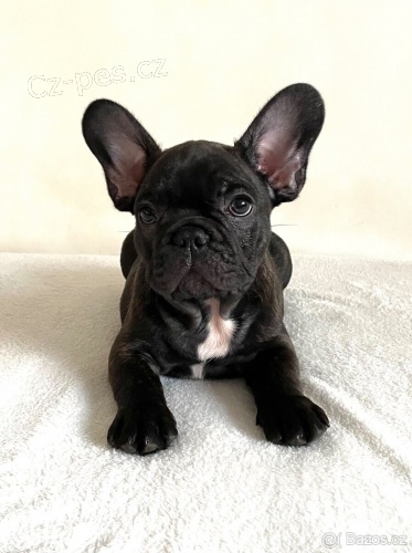 Francouzsk� buldo�ek