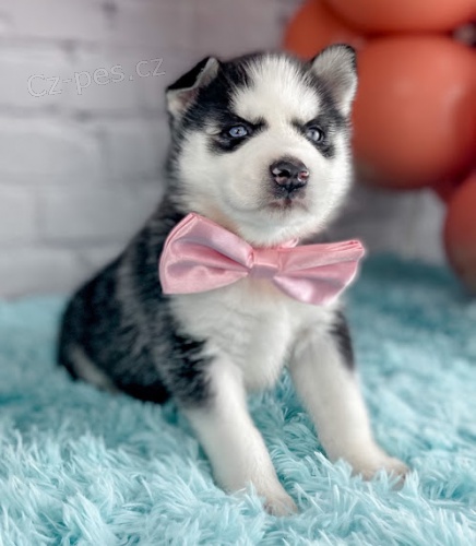 Prod�m mini �t��ata sibi�sk�ho huskyho.