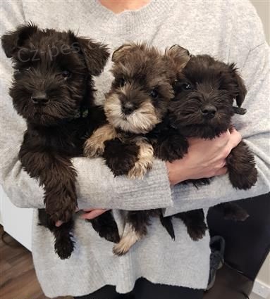 mini o�kovan� a od�erven� Mal� kn�ra� �t��ata na prodej.